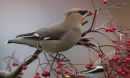 Waxwing